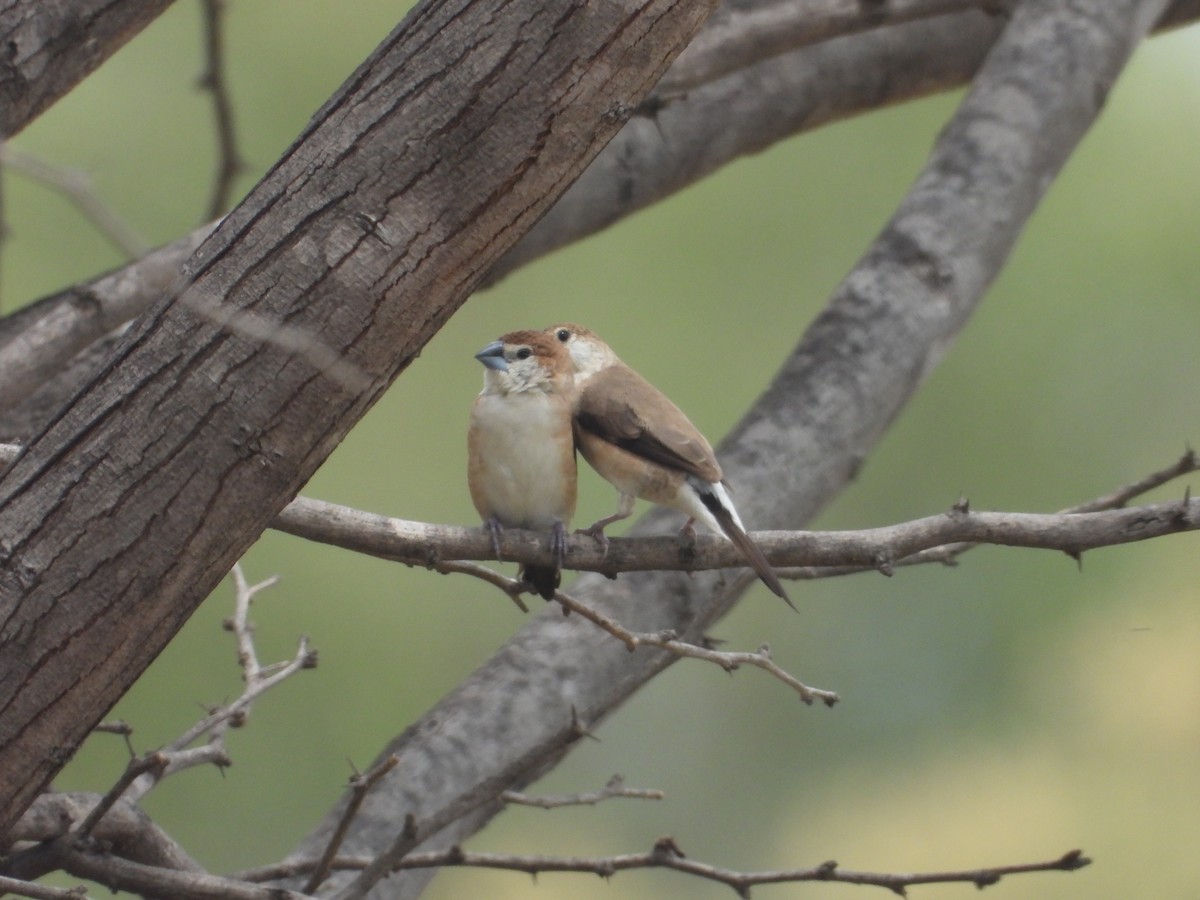 Indian Silverbill - ML642316193