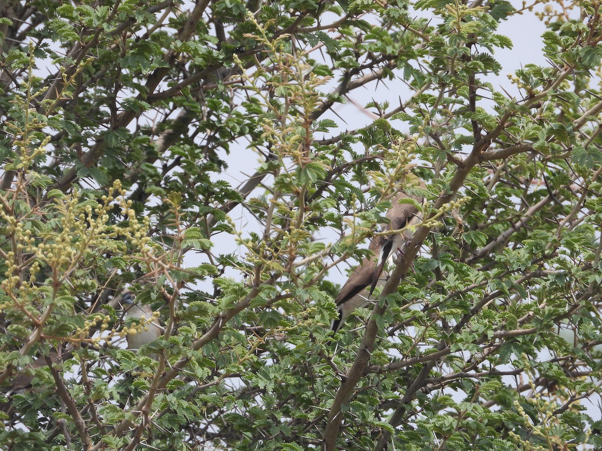 Indian Silverbill - ML642316194