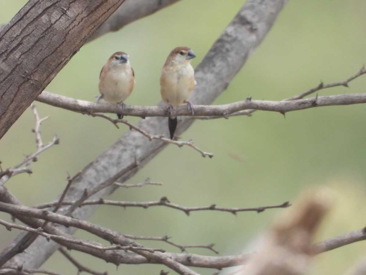 Indian Silverbill - ML642316195