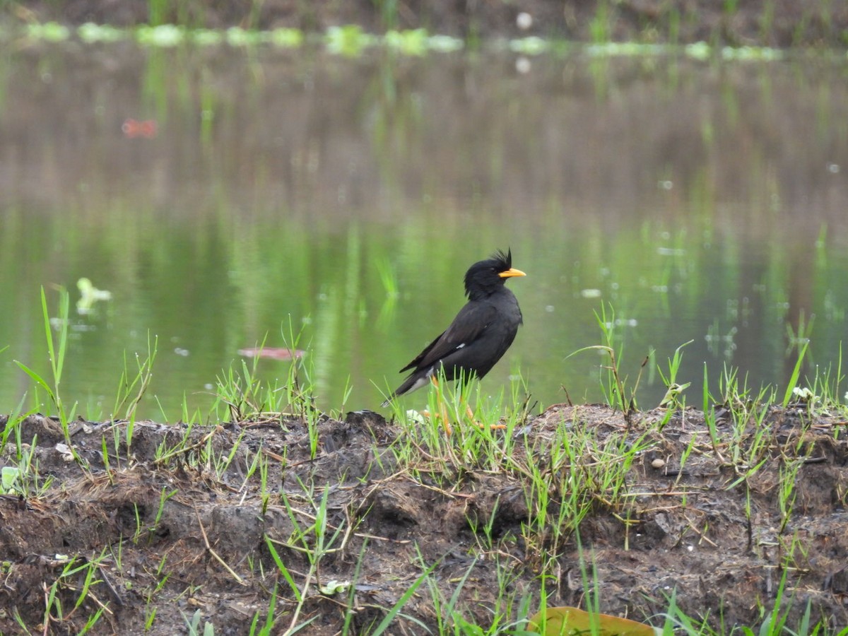Great Myna - ML642316231