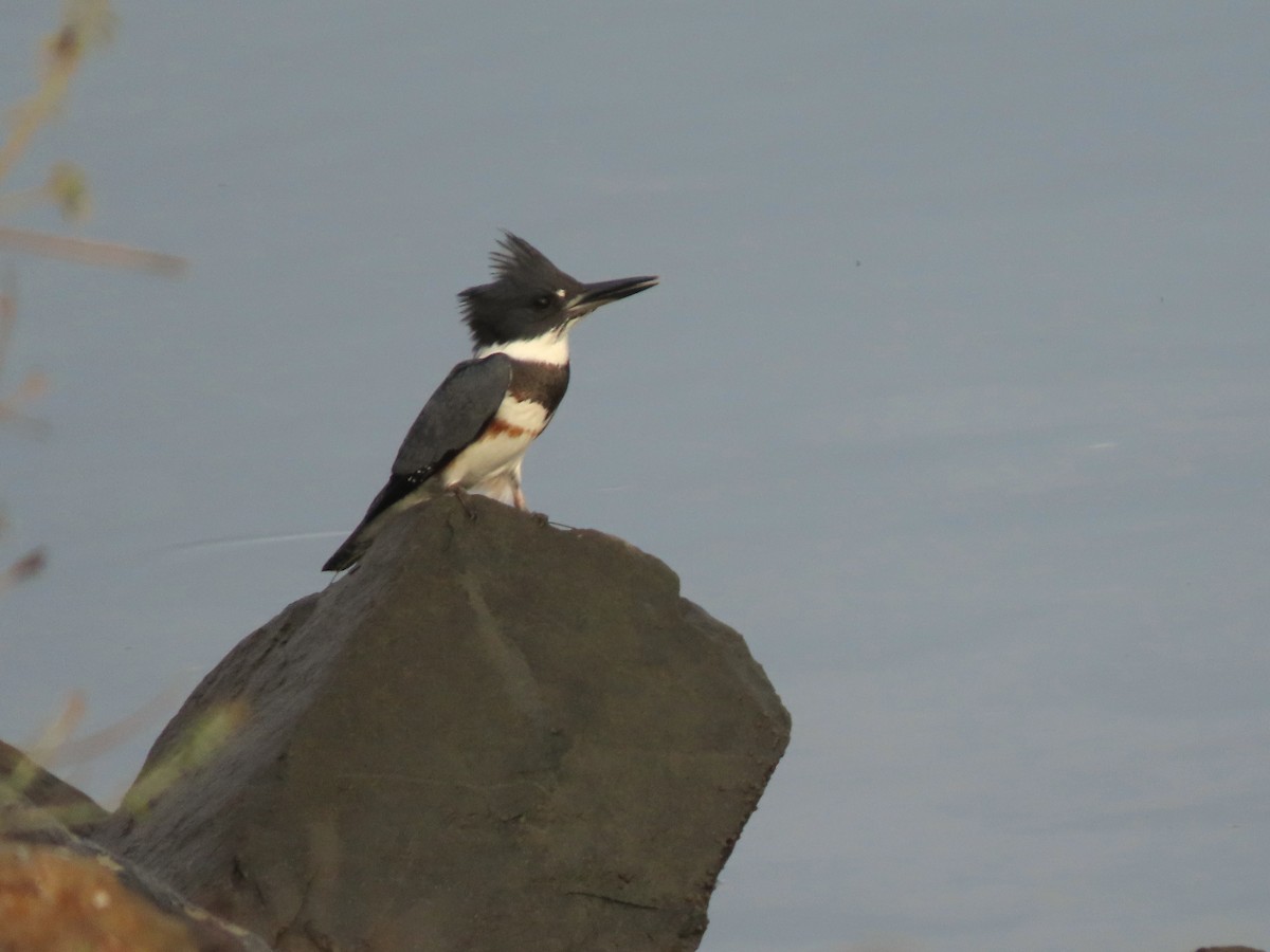 Martin-pêcheur d'Amérique - ML642316246