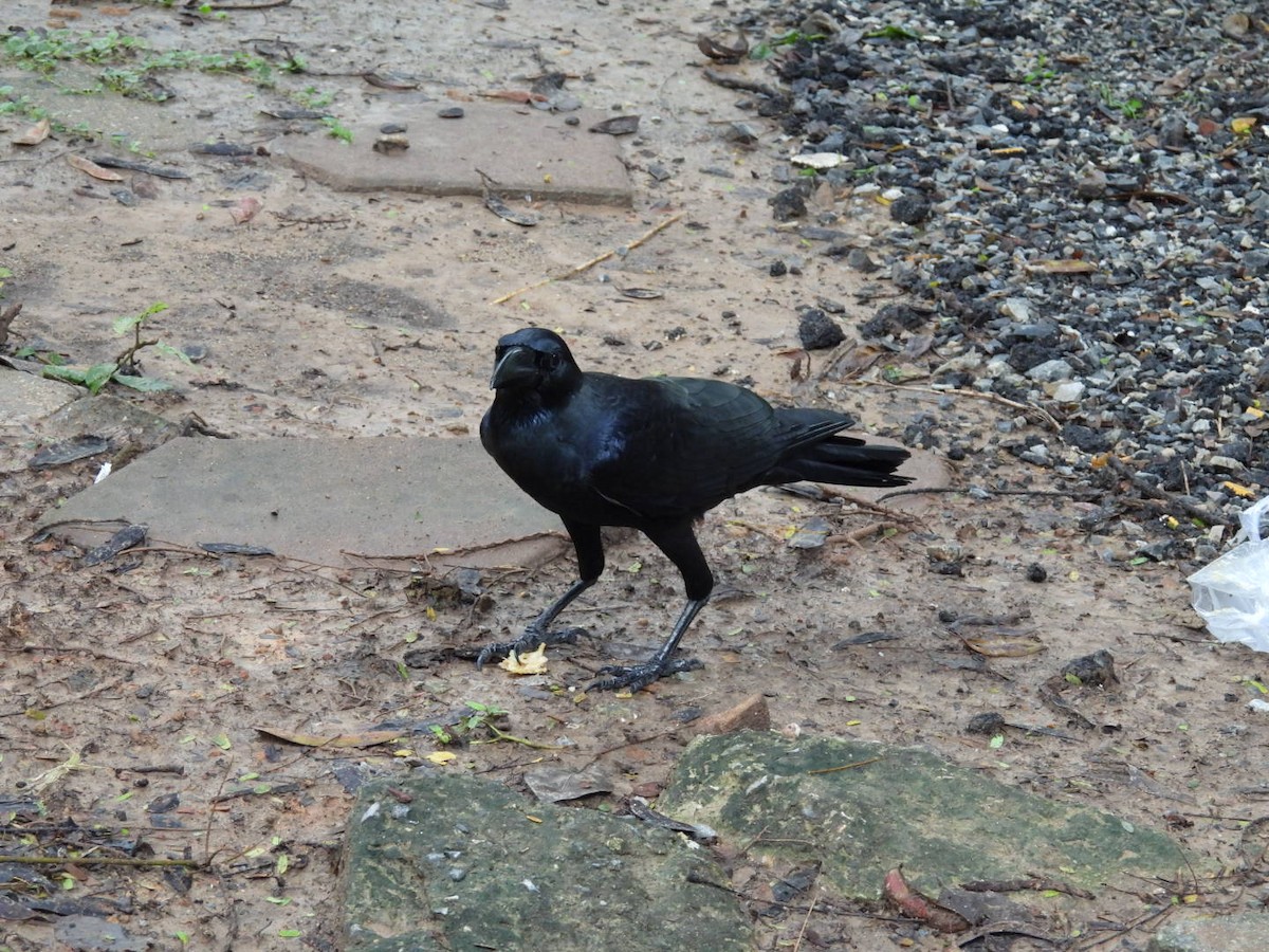 Corbeau à gros bec - ML642316259