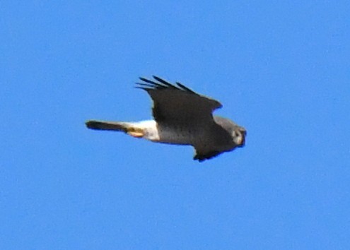 mørkmyrhauk - ML642316260