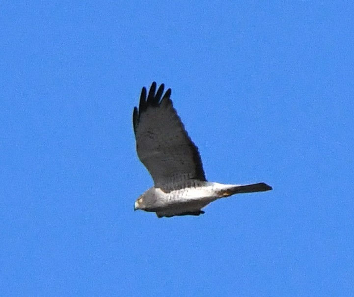 mørkmyrhauk - ML642316261