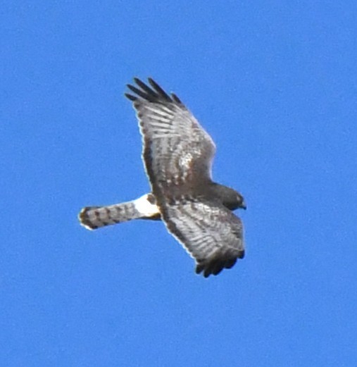 mørkmyrhauk - ML642316262