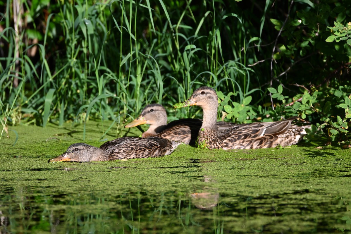 Mallard - ML642316264
