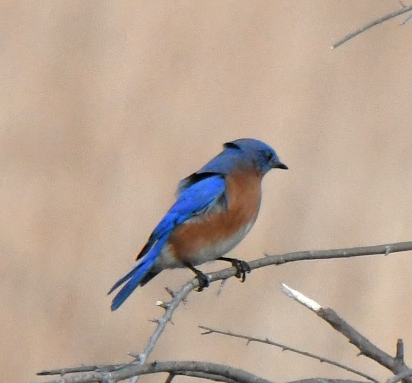Eastern Bluebird - ML642316280