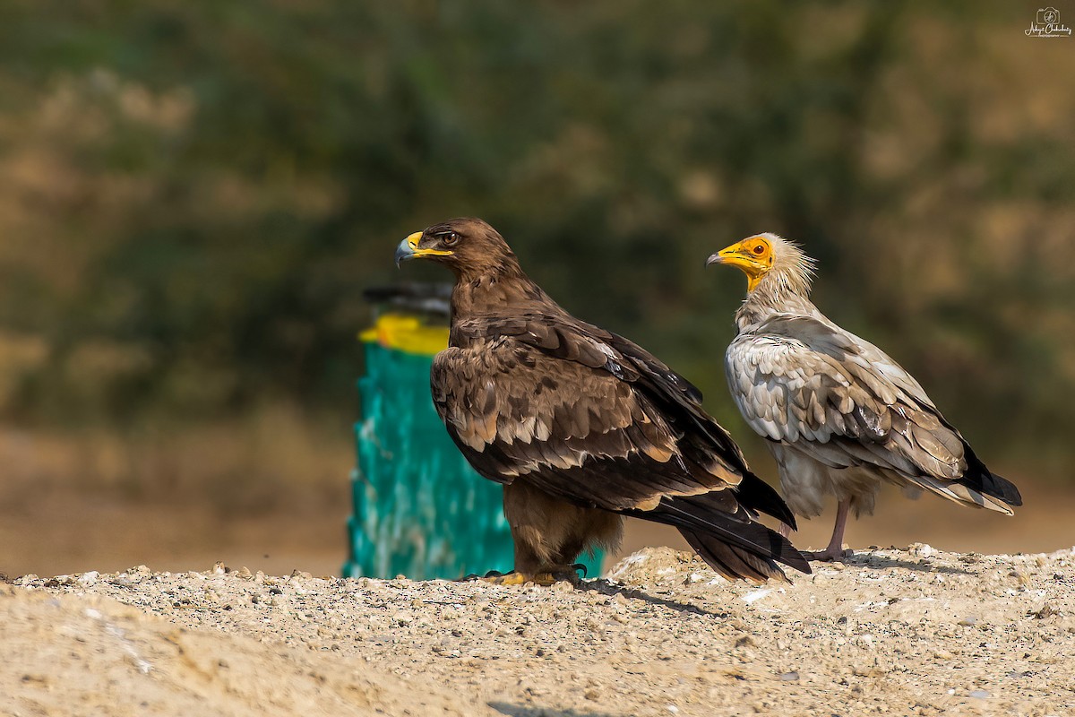 Steppe Eagle - Arkajit Chakraborty