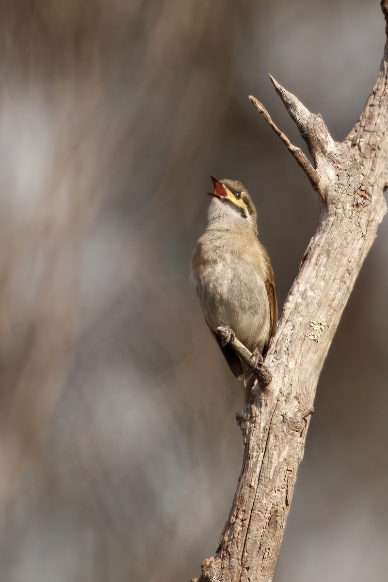 Yellow-faced Honeyeater - ML642316307