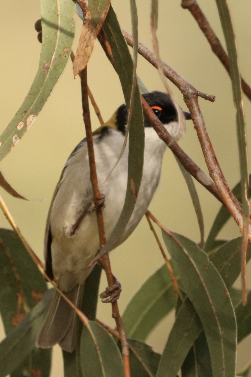 White-naped Honeyeater - ML642316319