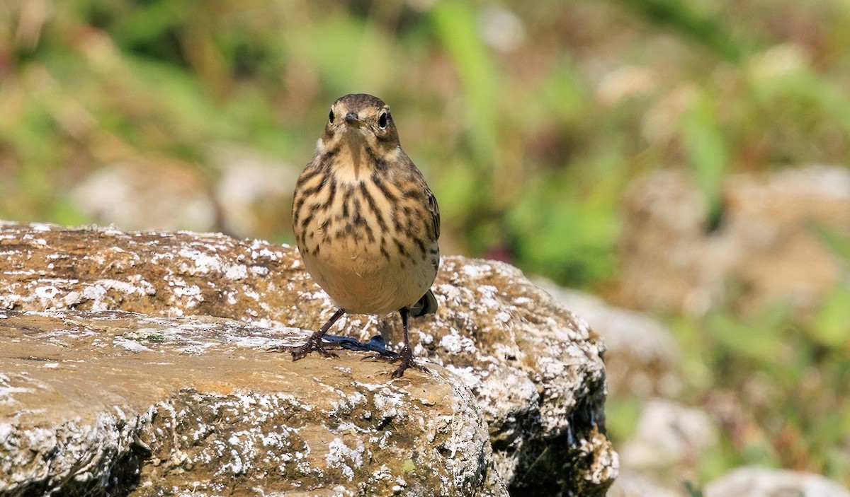 American Pipit - ML642316391