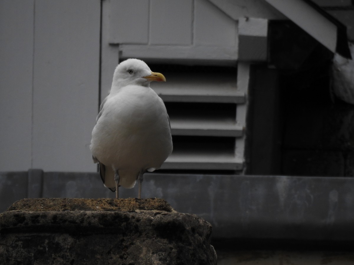 European Herring Gull - ML642316421