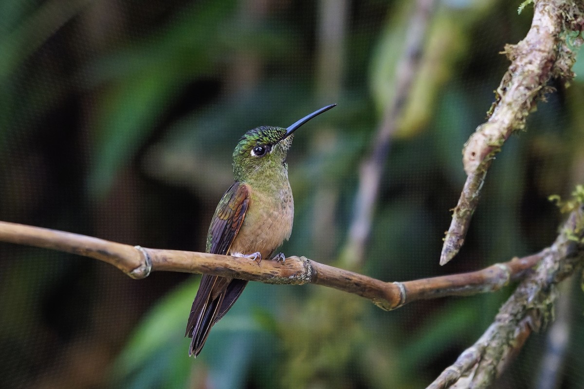 Fawn-breasted Brilliant - ML642316459
