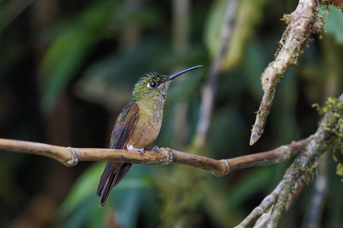 Fawn-breasted Brilliant - ML642316460