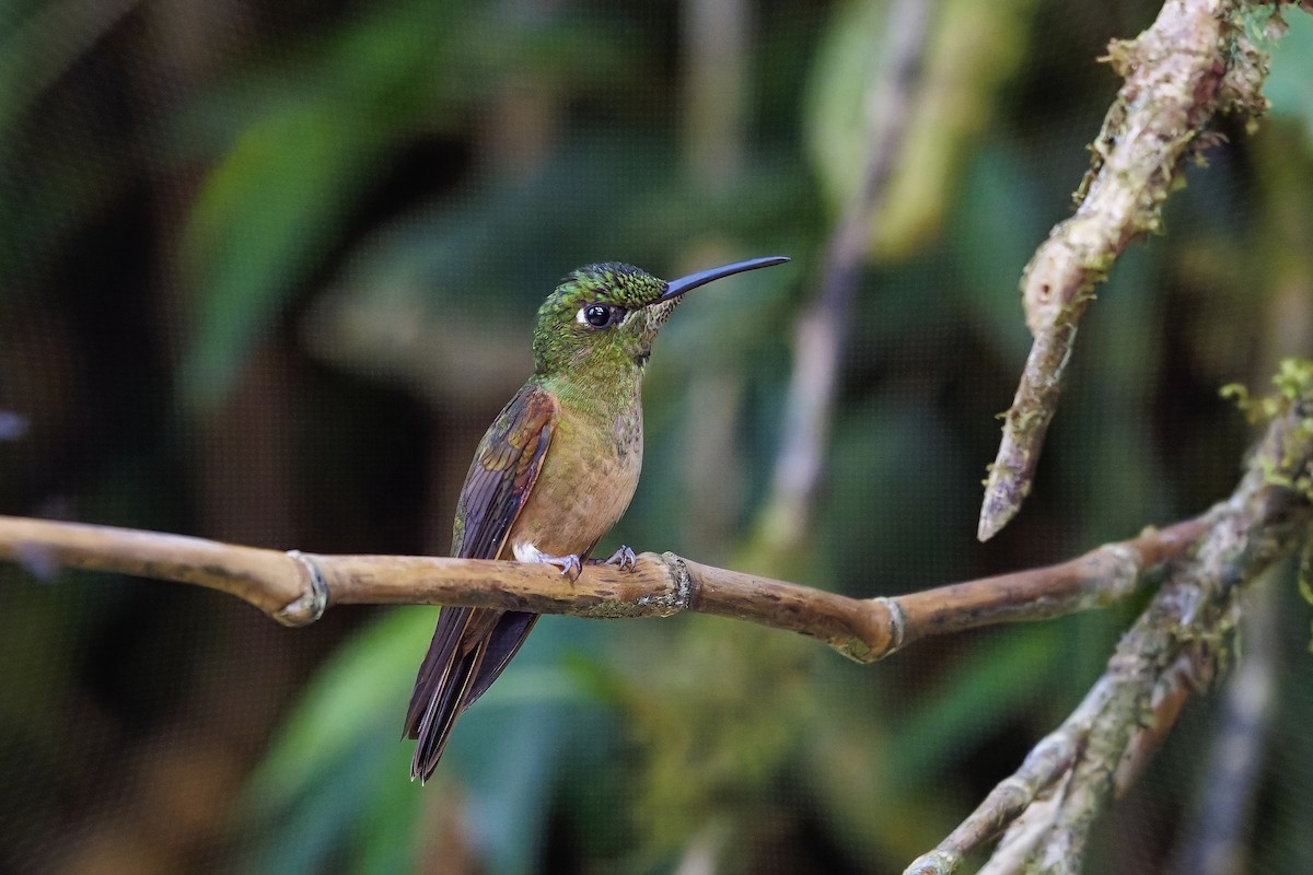 Fawn-breasted Brilliant - ML642316461
