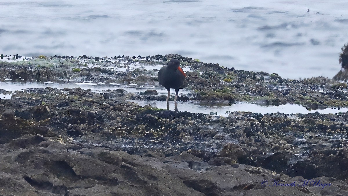 Black Oystercatcher - ML642316481