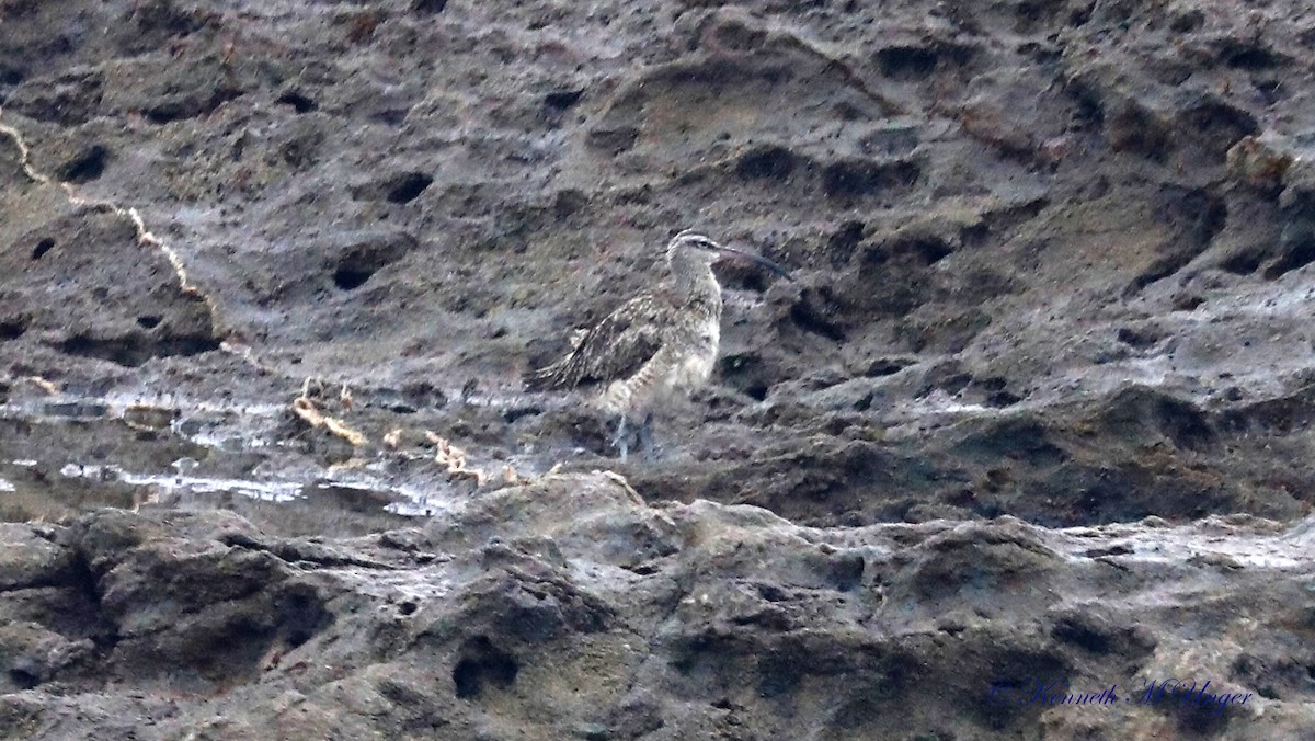 Whimbrel - ML642316483