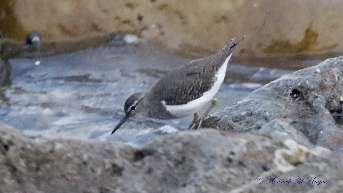 Spotted Sandpiper - ML642316485