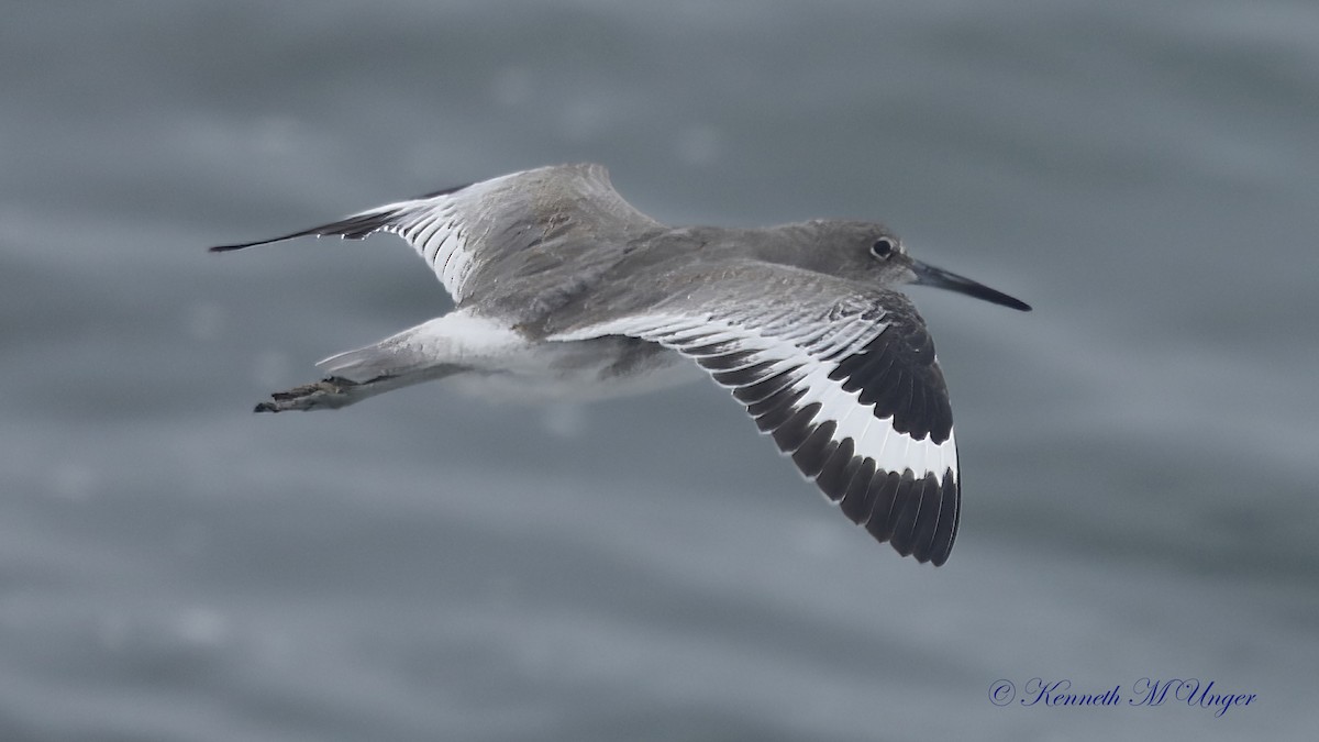 Willet - ML642316486