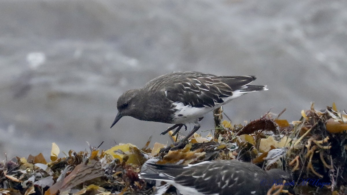 Black Turnstone - ML642316495