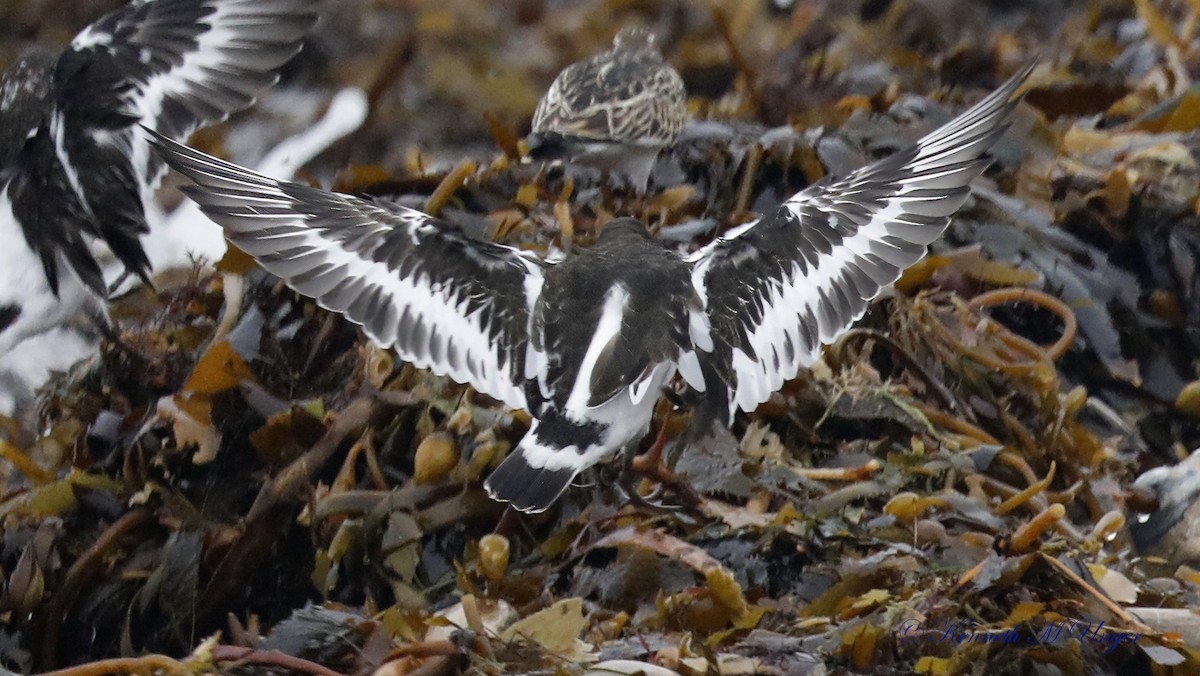 Black Turnstone - ML642316496