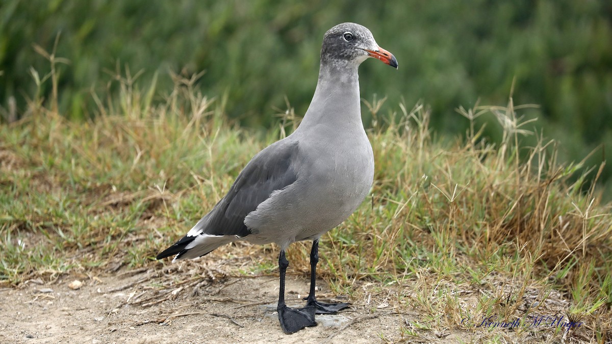 Heermann's Gull - ML642316497
