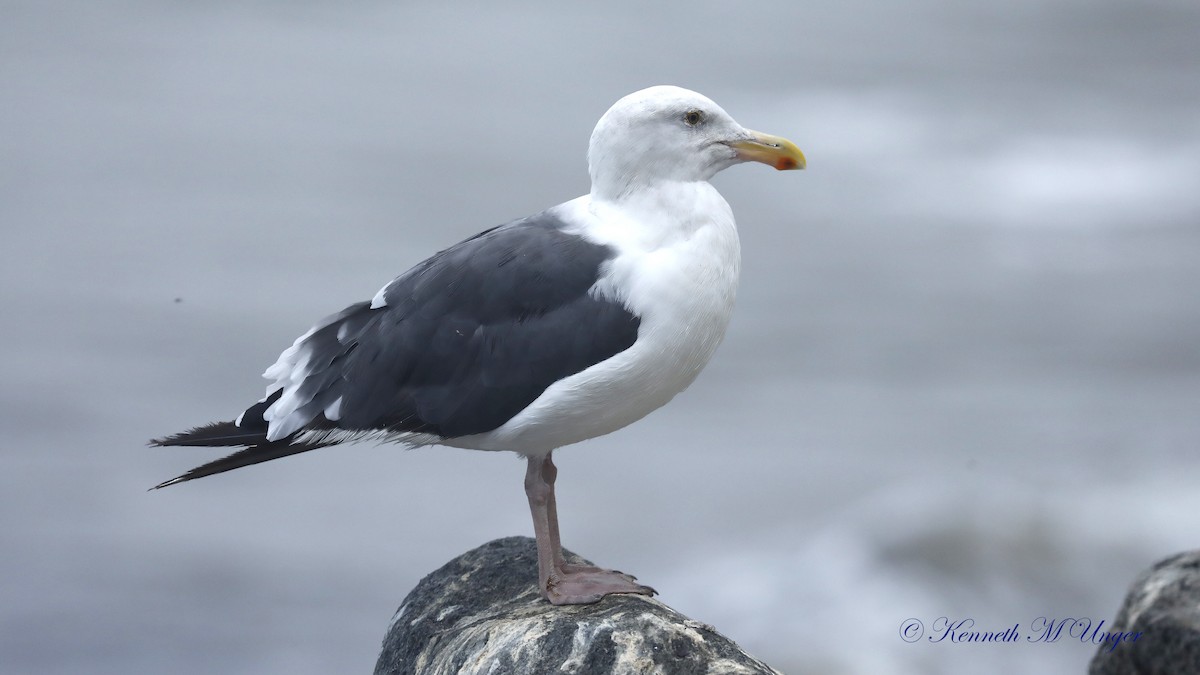 Western Gull - ML642316500