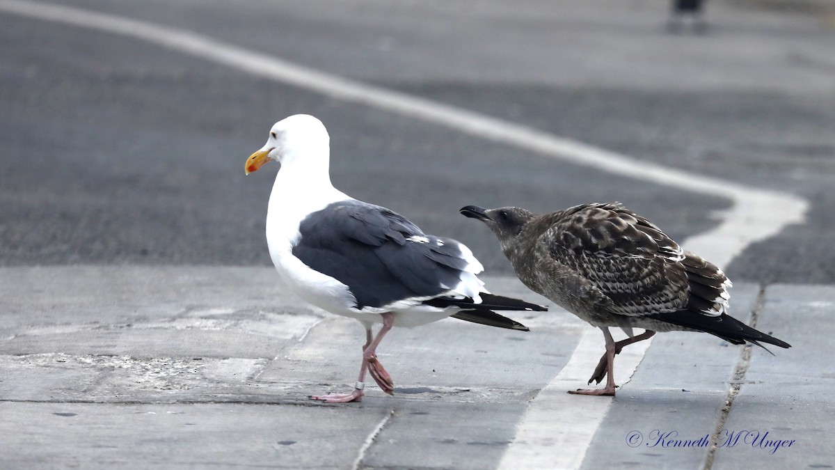 Western Gull - ML642316501