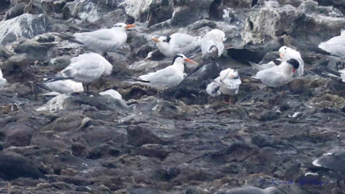 Elegant Tern - ML642316503