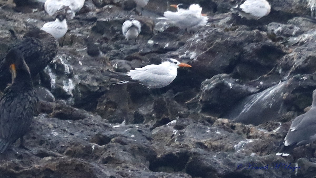 Royal Tern - ML642316509