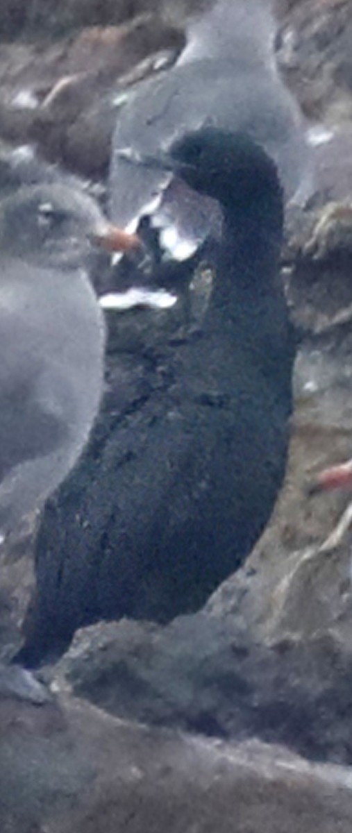Pelagic Cormorant - ML642316514