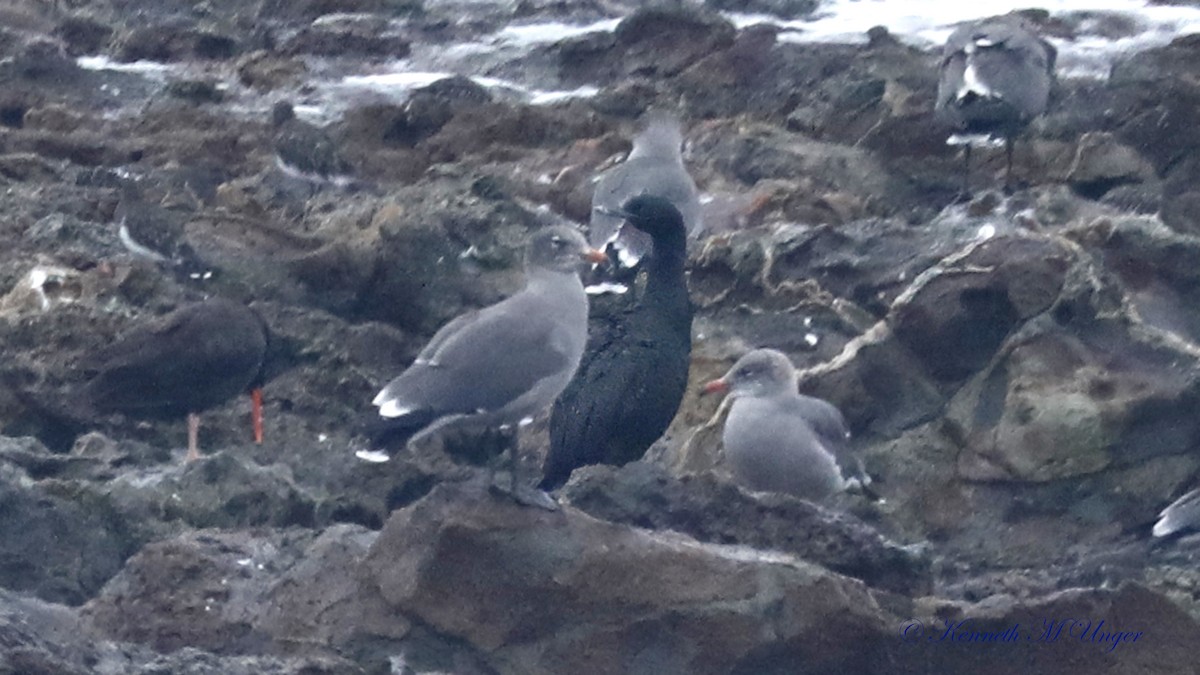Pelagic Cormorant - ML642316516