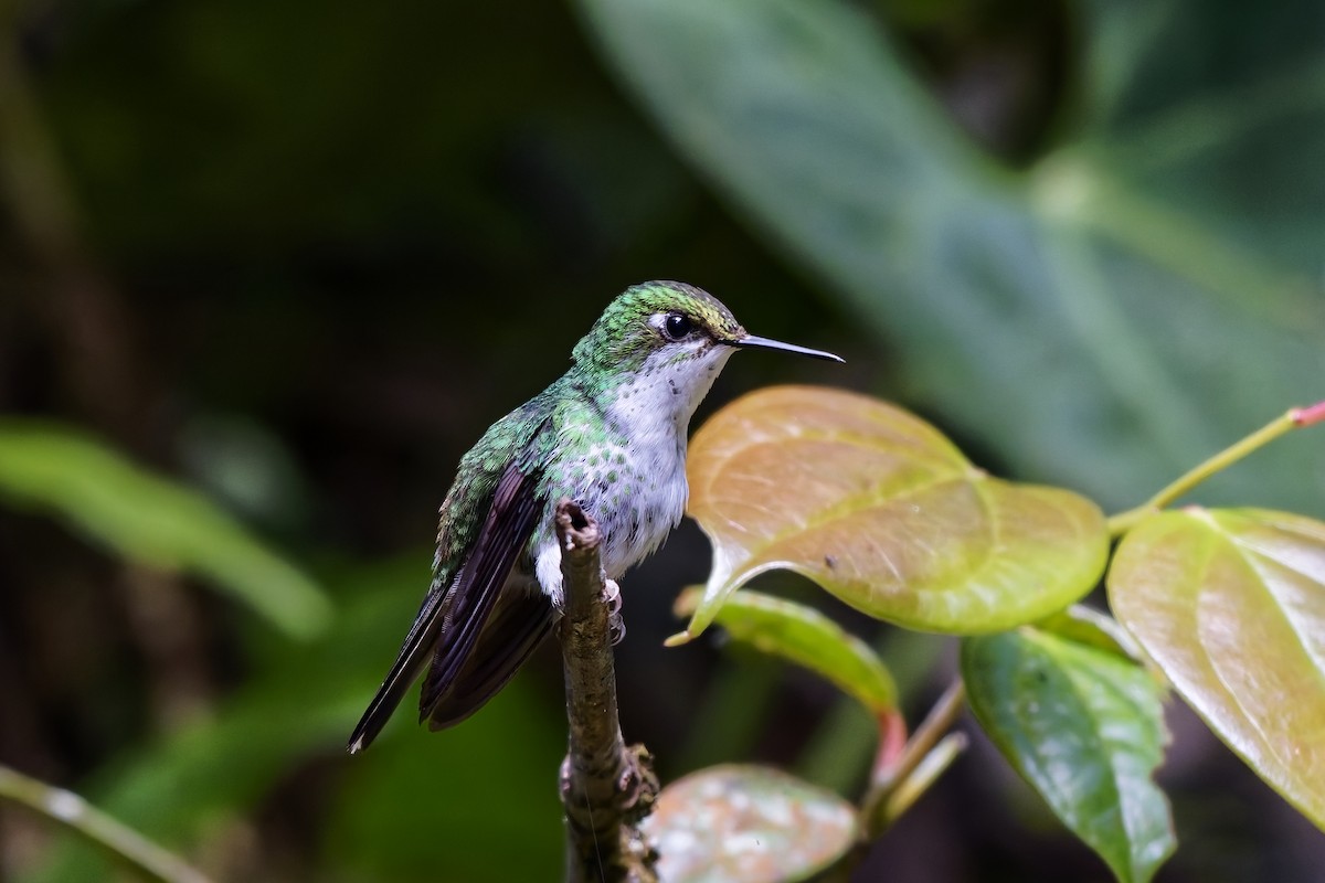 White-booted Racket-tail - ML642316543