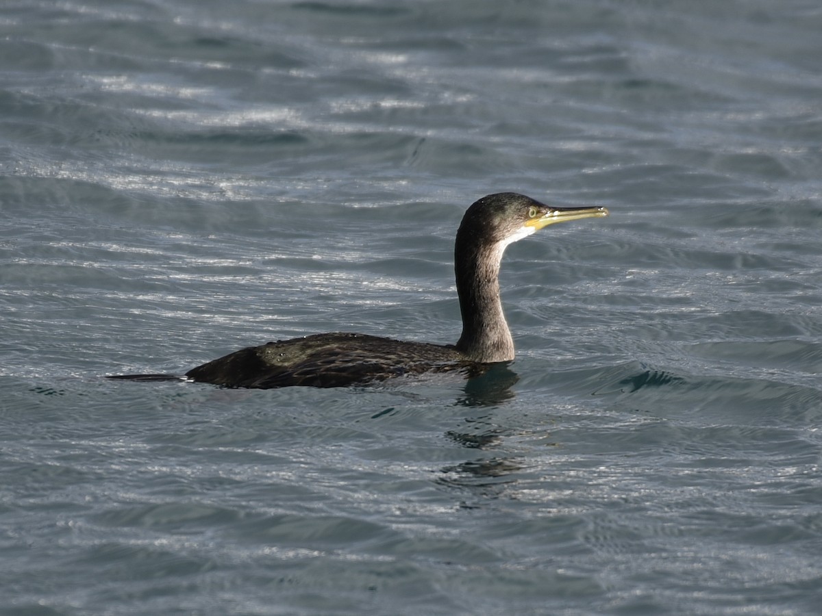 European Shag - ML642316547