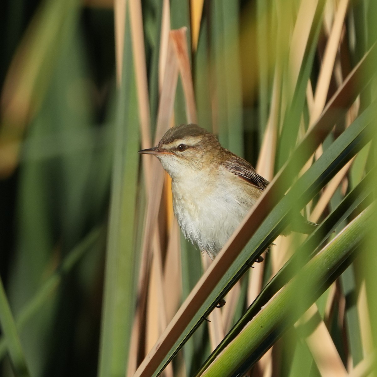 Sedge Warbler - ML642316555
