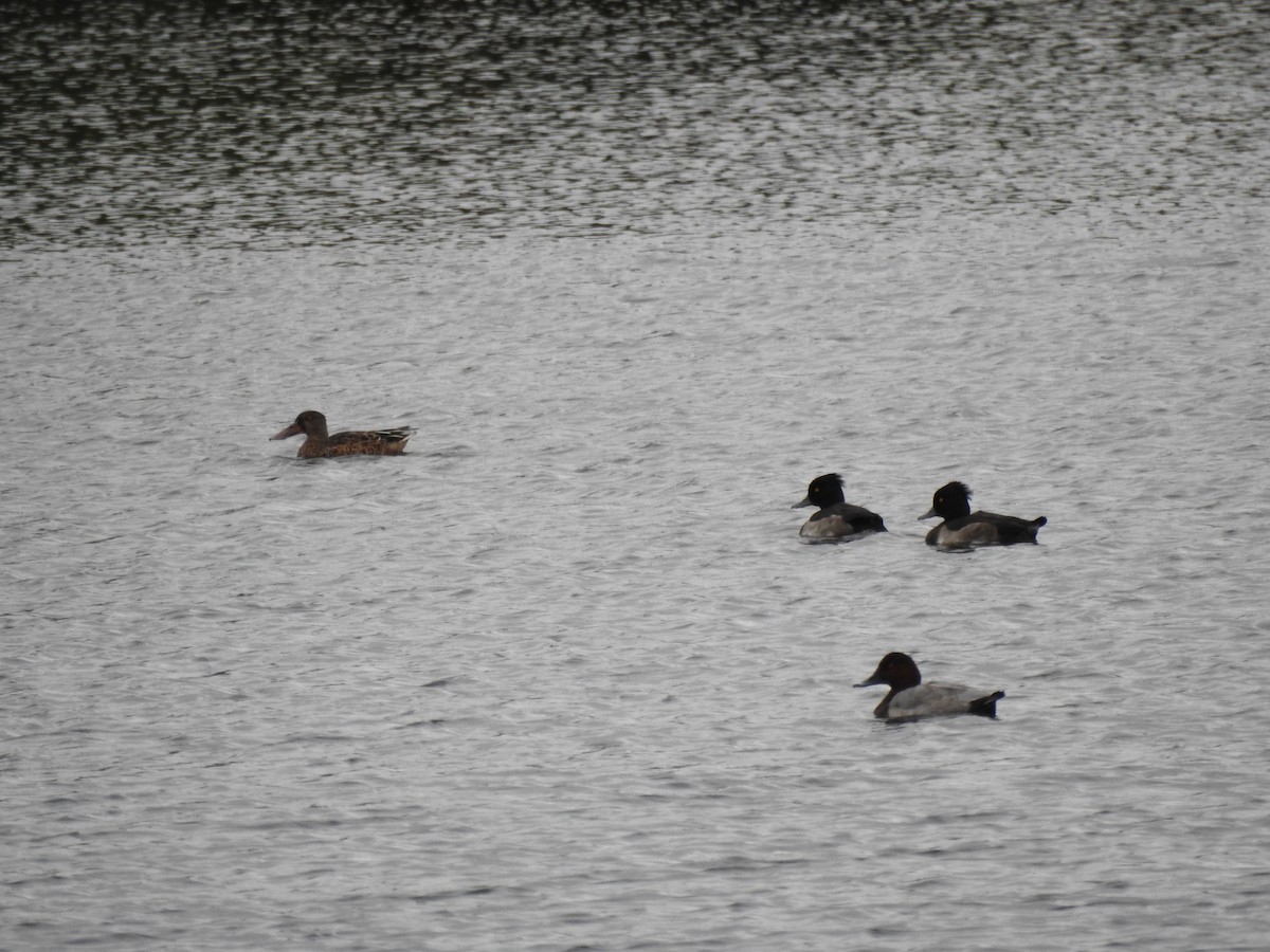Northern Shoveler - ML642316556