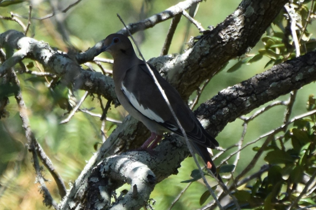 White-winged Dove - ML642316563