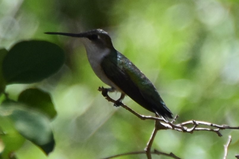 Colibri à gorge rubis - ML642316567