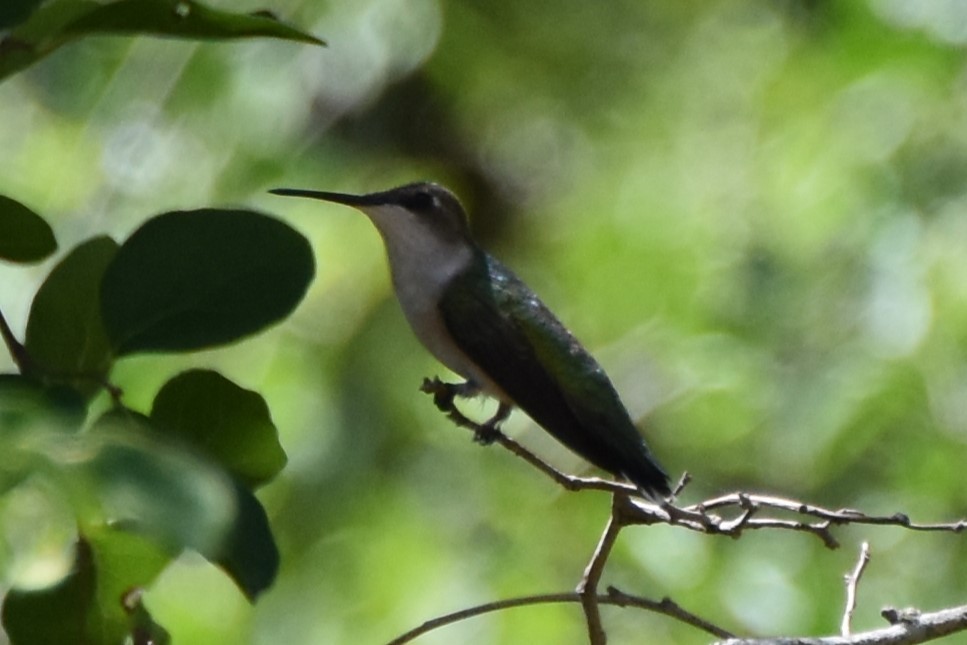 Colibri à gorge rubis - ML642316568