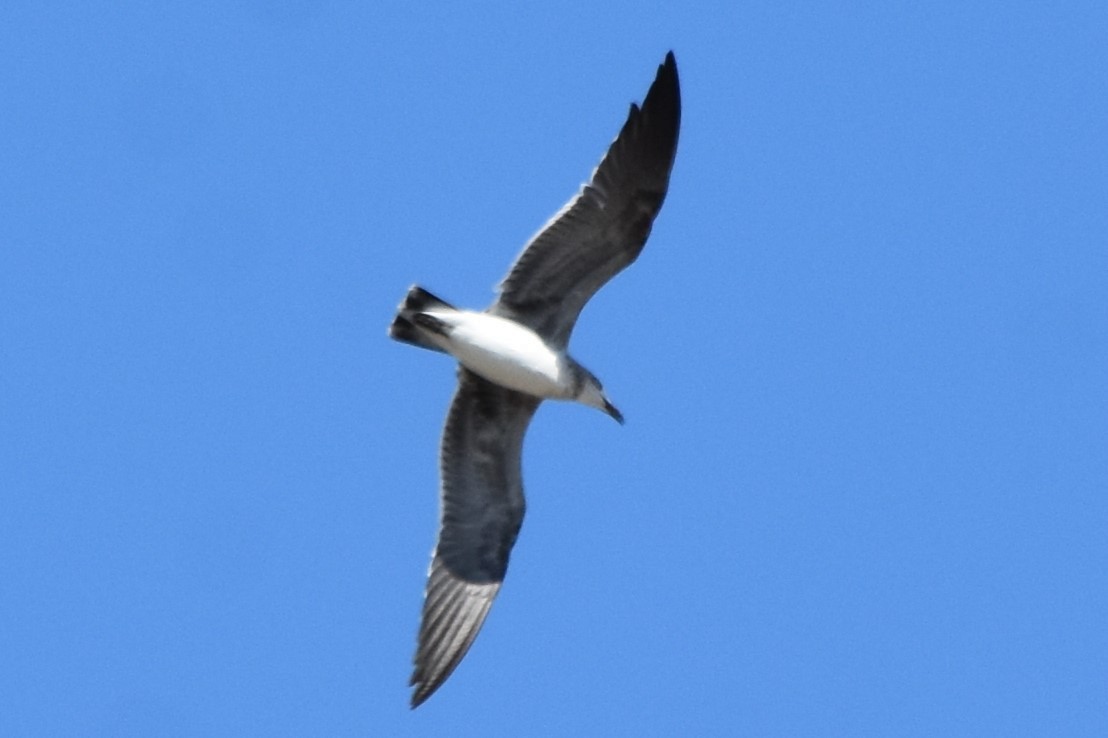 Mouette atricille - ML642316571