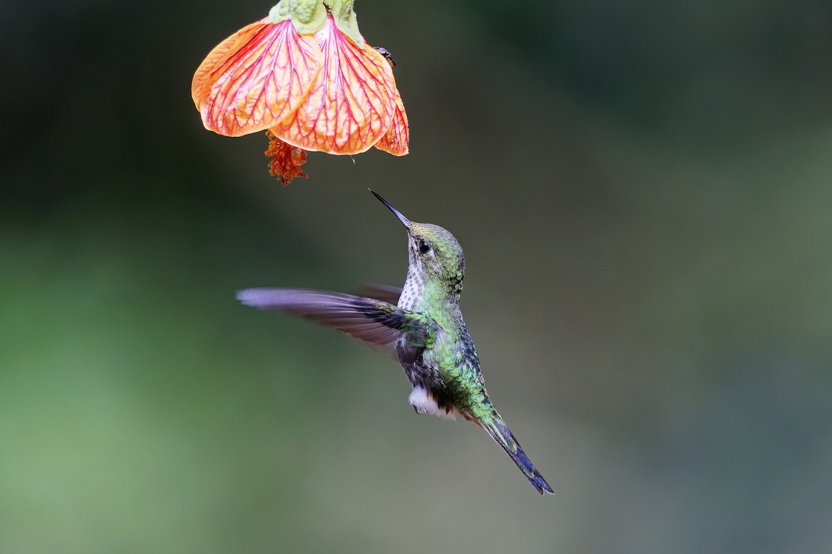 White-booted Racket-tail - ML642316576