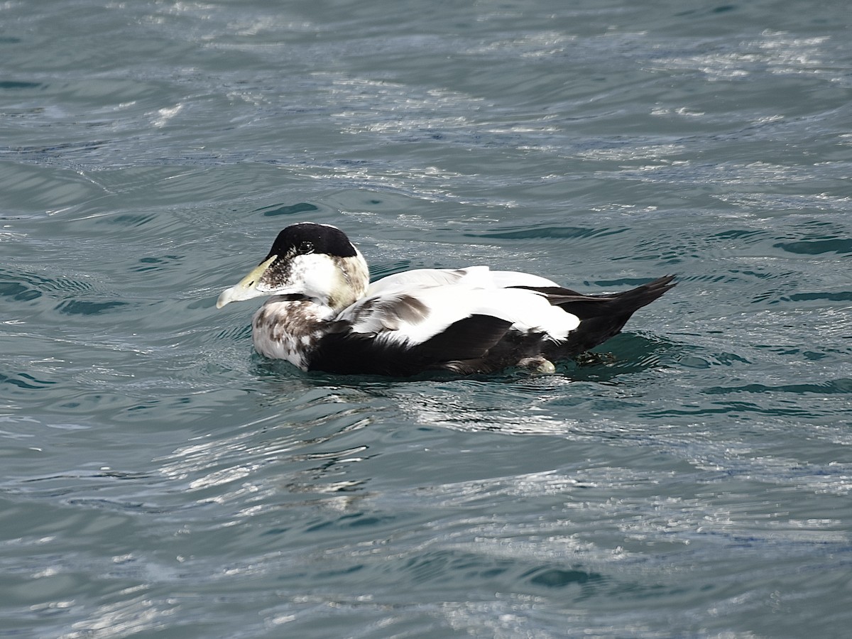 Common Eider - ML642316586