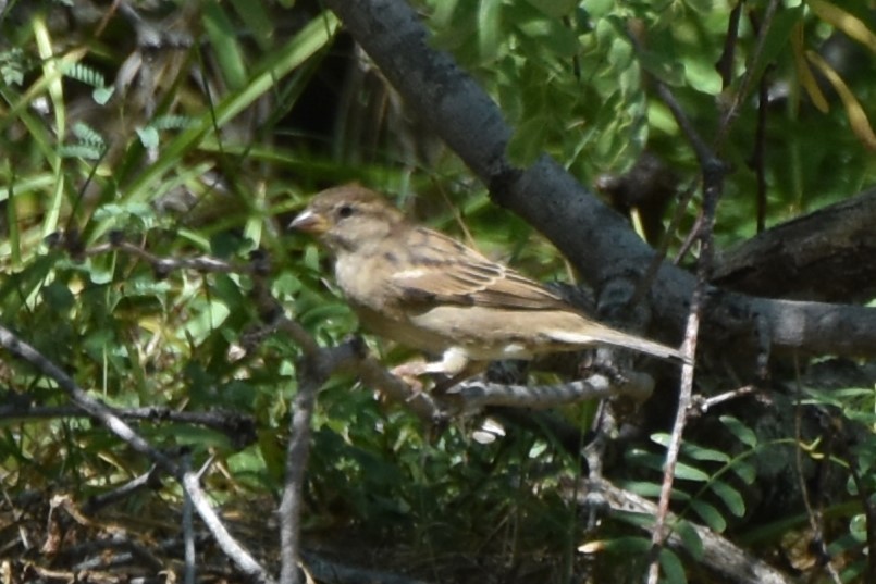 Moineau domestique - ML642316593
