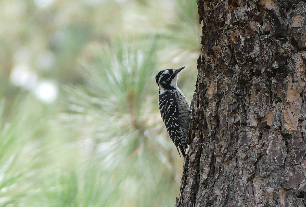 Nuttall's Woodpecker - ML642316599
