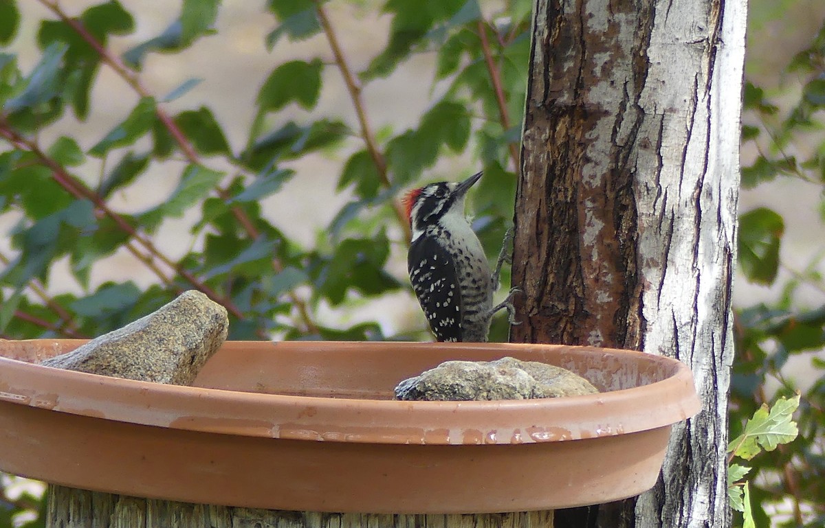 Nuttall's Woodpecker - ML642316600