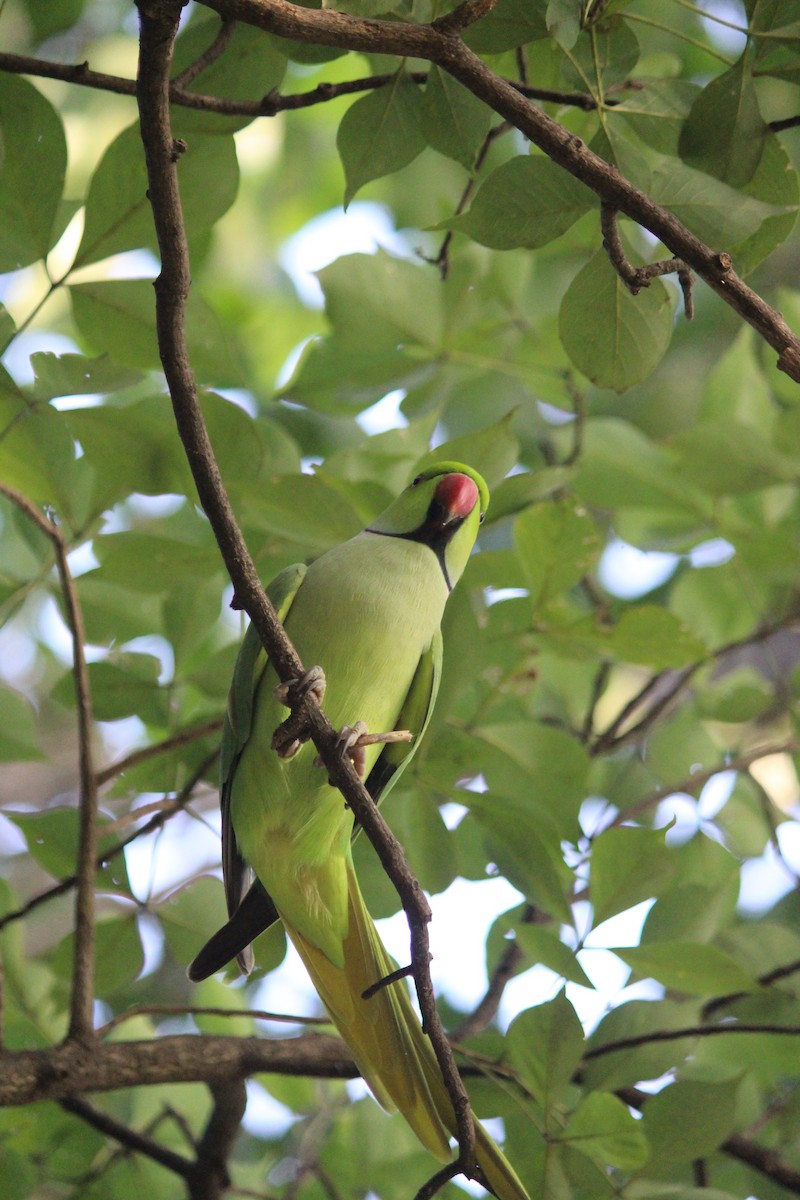 Rose-ringed Parakeet - ML642316602