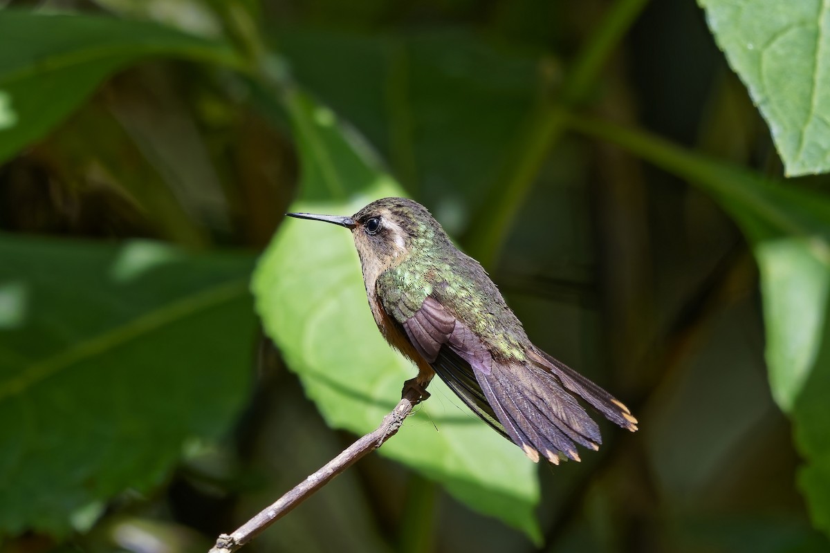 Speckled Hummingbird - ML642316603