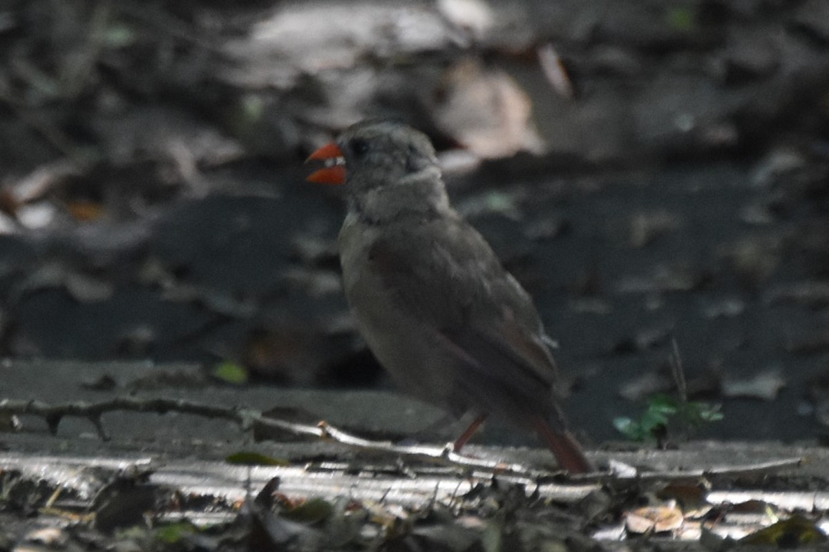 Cardinal rouge - ML642316604