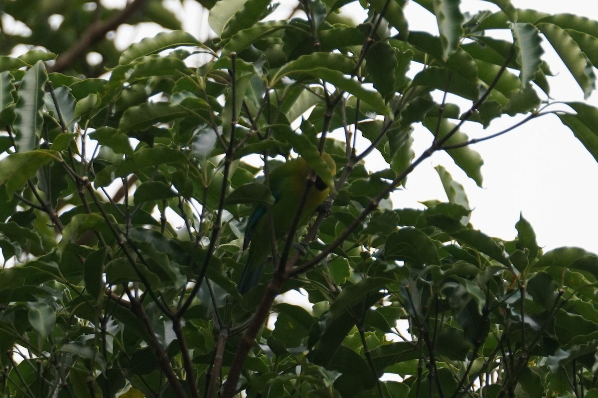 Blue-winged Leafbird - ML642316610