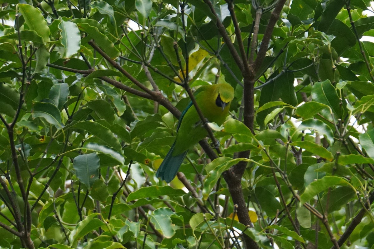 Blue-winged Leafbird - ML642316612